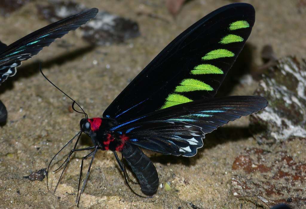 Image of Trogonoptera brookiana albescens