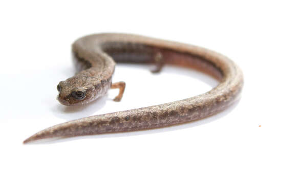 Image of California Slender Salamander