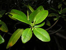 Image of red mangrove