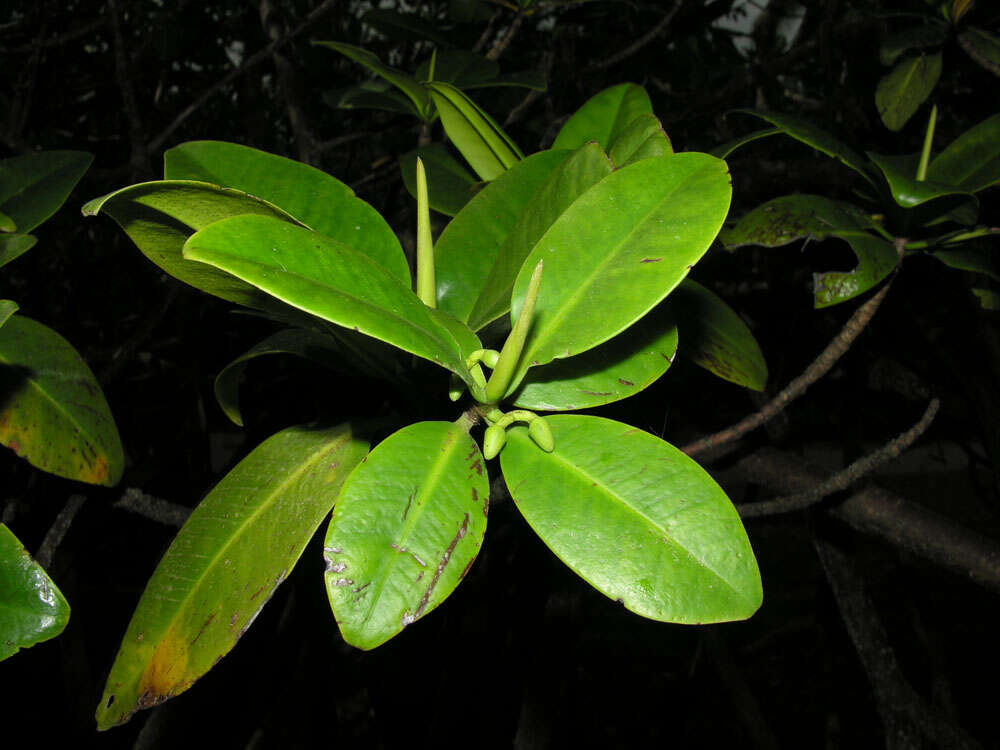 Image of red mangrove