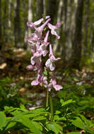 Слика од Corydalis cava (L.) Schweigger & Koerte