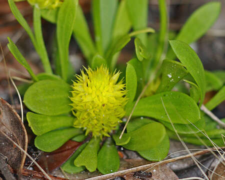 Polygala nana (Michx.) DC.的圖片