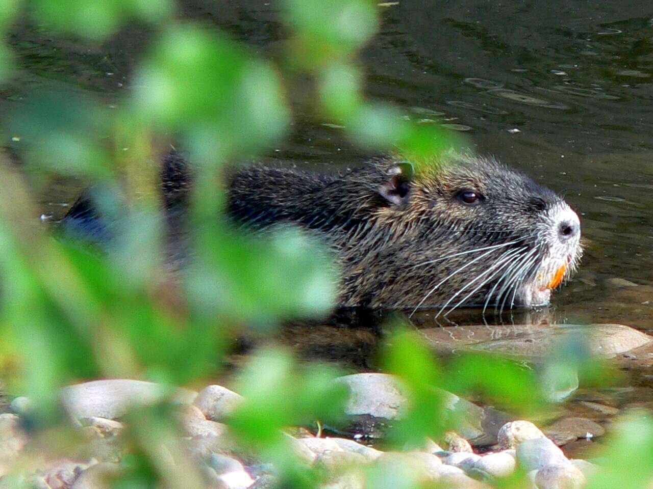 Image of American spiny rats