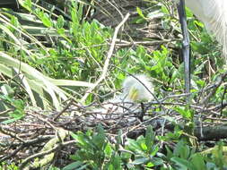 Image of Great Egret