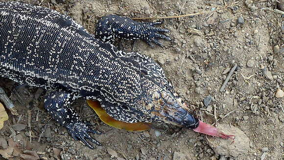 Image of Gold tegu