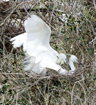 Image of Little Egret