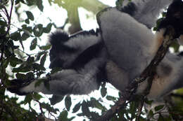 Image of indris, sifakas and woolly lemurs