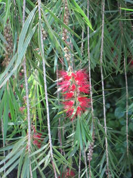 صورة Callistemon citrinus (Curtis) Skeels