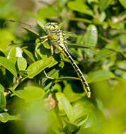 Image of Gomphus simillimus Selys 1840