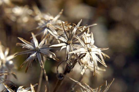 Image of false boneset