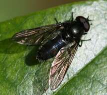 Image of hoverfly