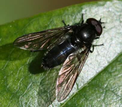 صورة Cheilosia