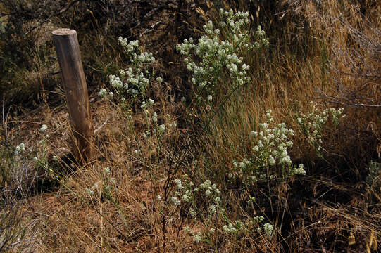 Image of mesa pepperwort