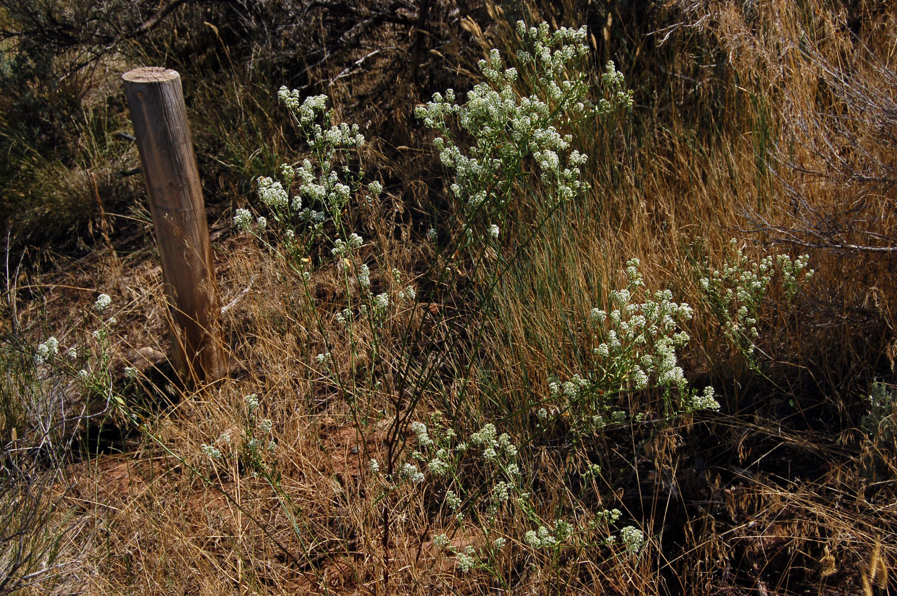 Image of Peppercresses