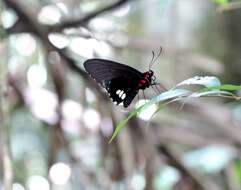 Parides resmi