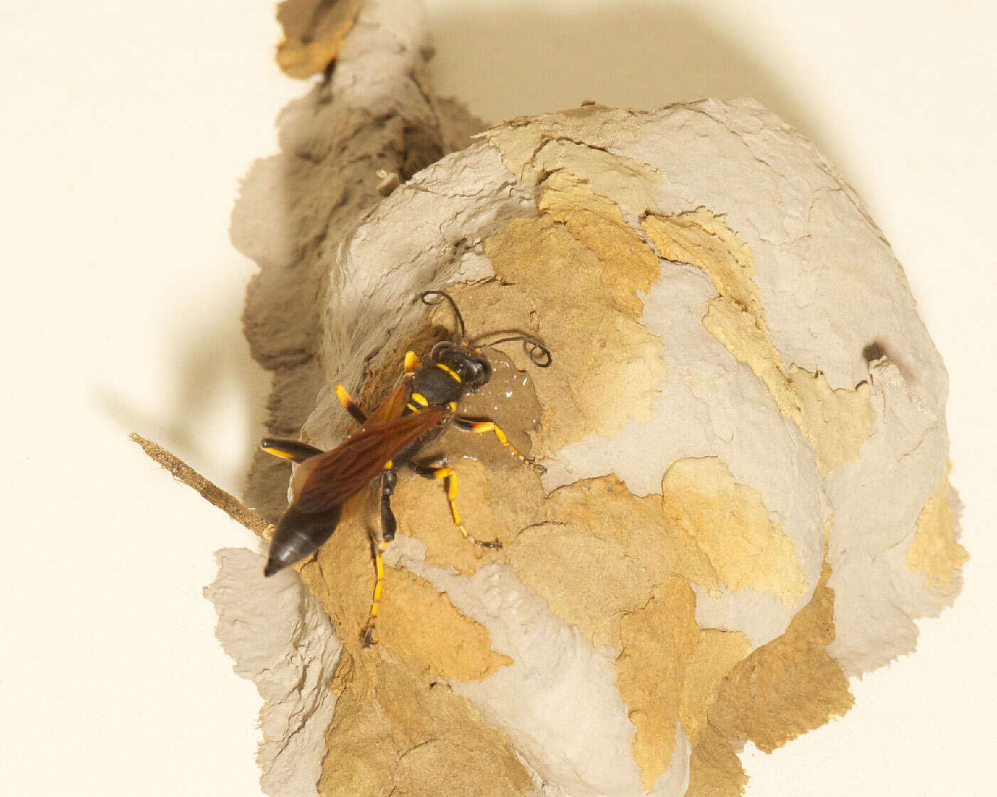 Image of mud daubers