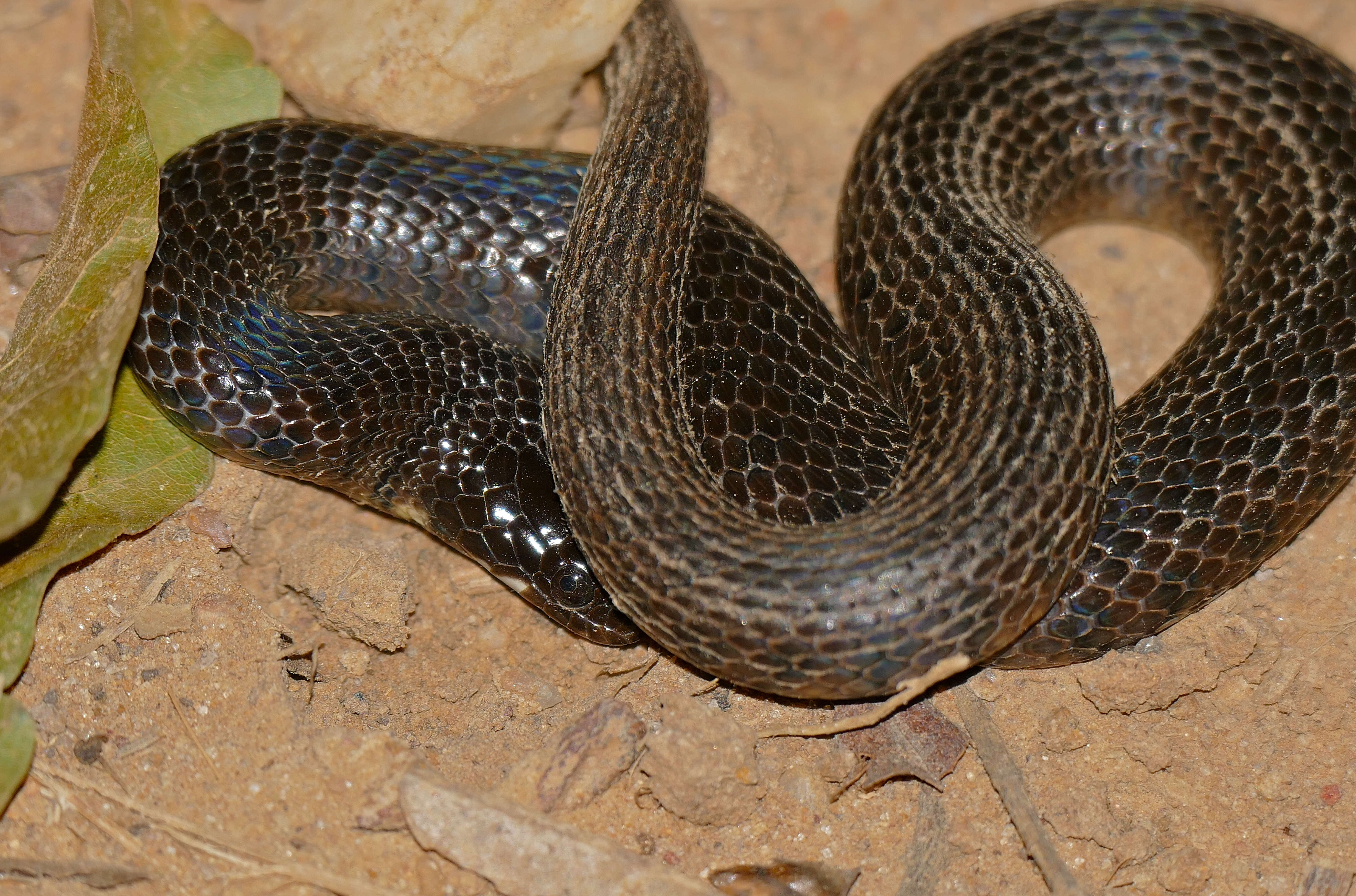 Helicops leopardinus (Schlegel 1837) resmi