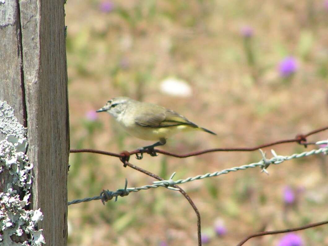 Imagem de Acanthizidae