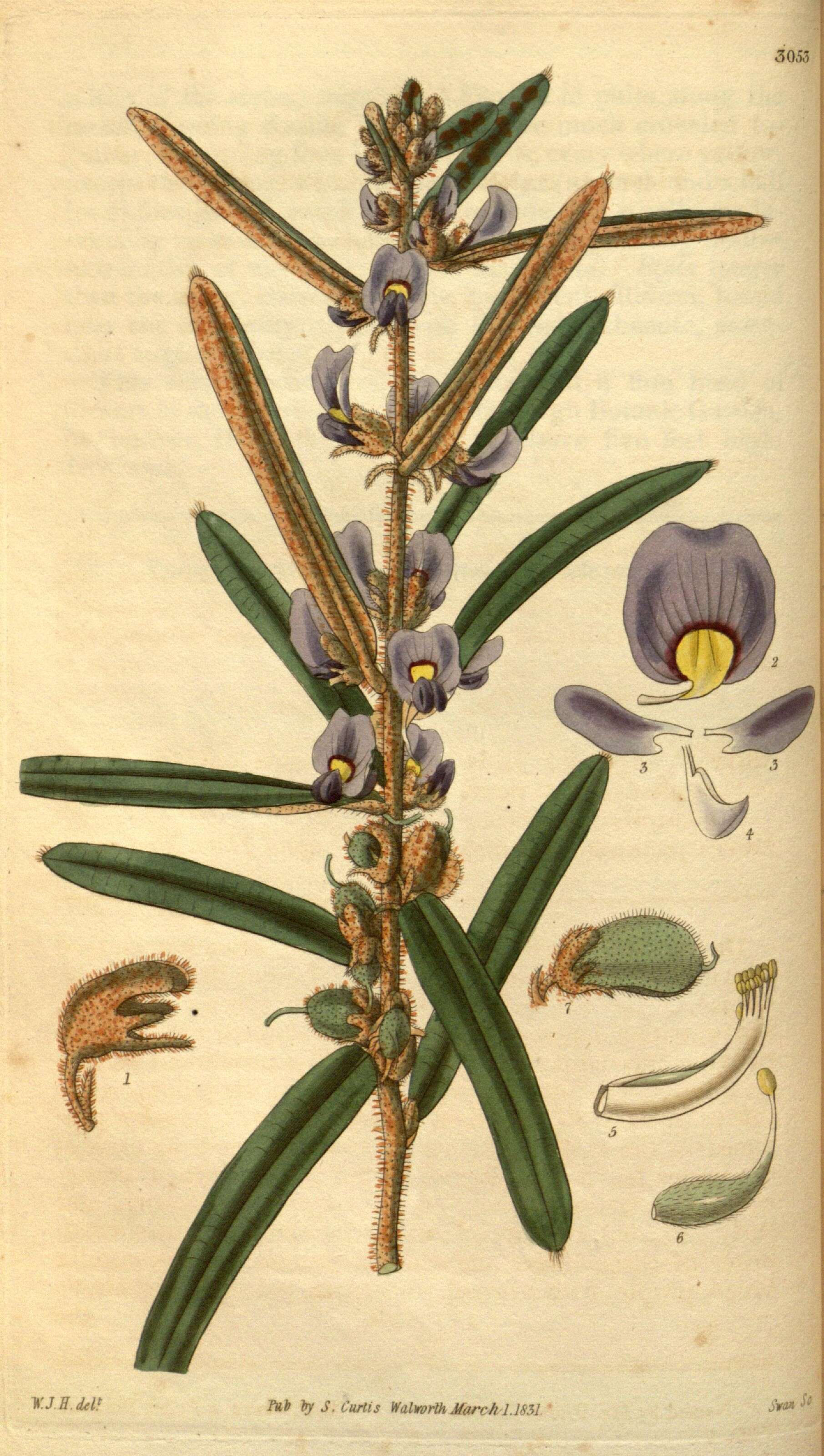 Image of Hovea pannosa Hook.