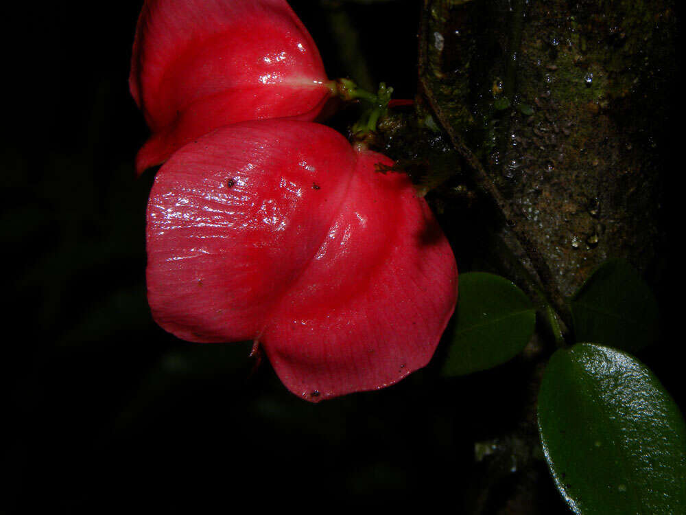 Слика од Paullinia serjaniifolia Triana & Planch.