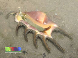 Image of spider conch