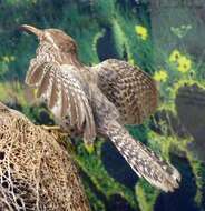Image of wrens