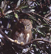 Image of Glaucidium nanum