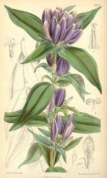 Gentiana andrewsii Griseb.的圖片