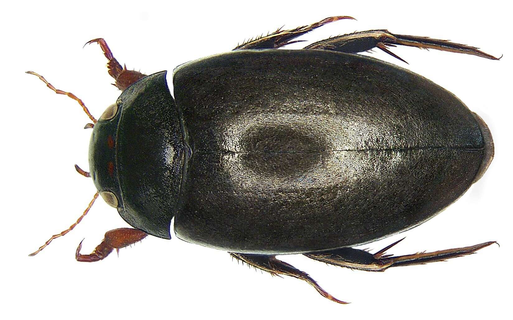 Image of Agabus (Gaurodytes) bipustulatus (Linnaeus 1767)