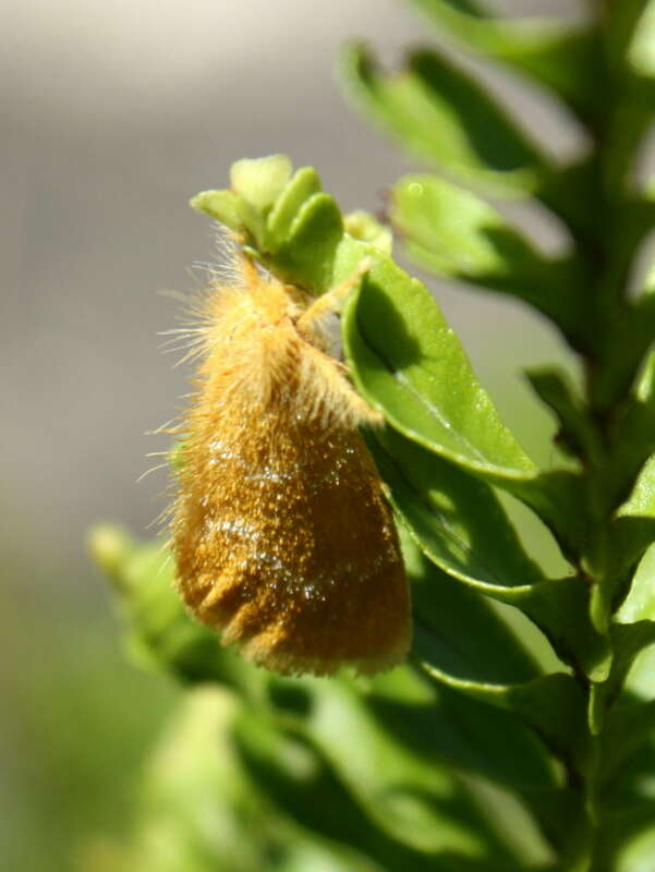 Слика од Euproctis lutea Fabricius 1775