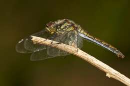 Image of Sympetrum Newman 1833