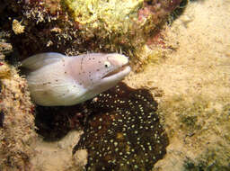 Image of Geometric moray