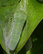 Image of Tulip Trees