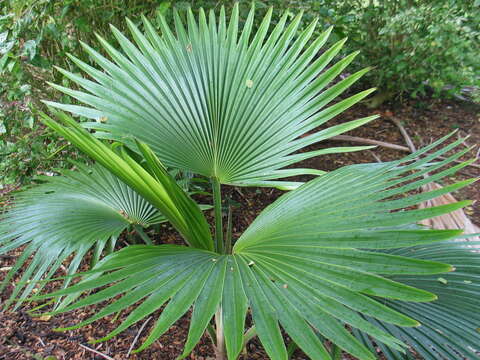 Pritchardia napaliensis H. St. John的圖片