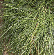 Image of Whisk Ferns