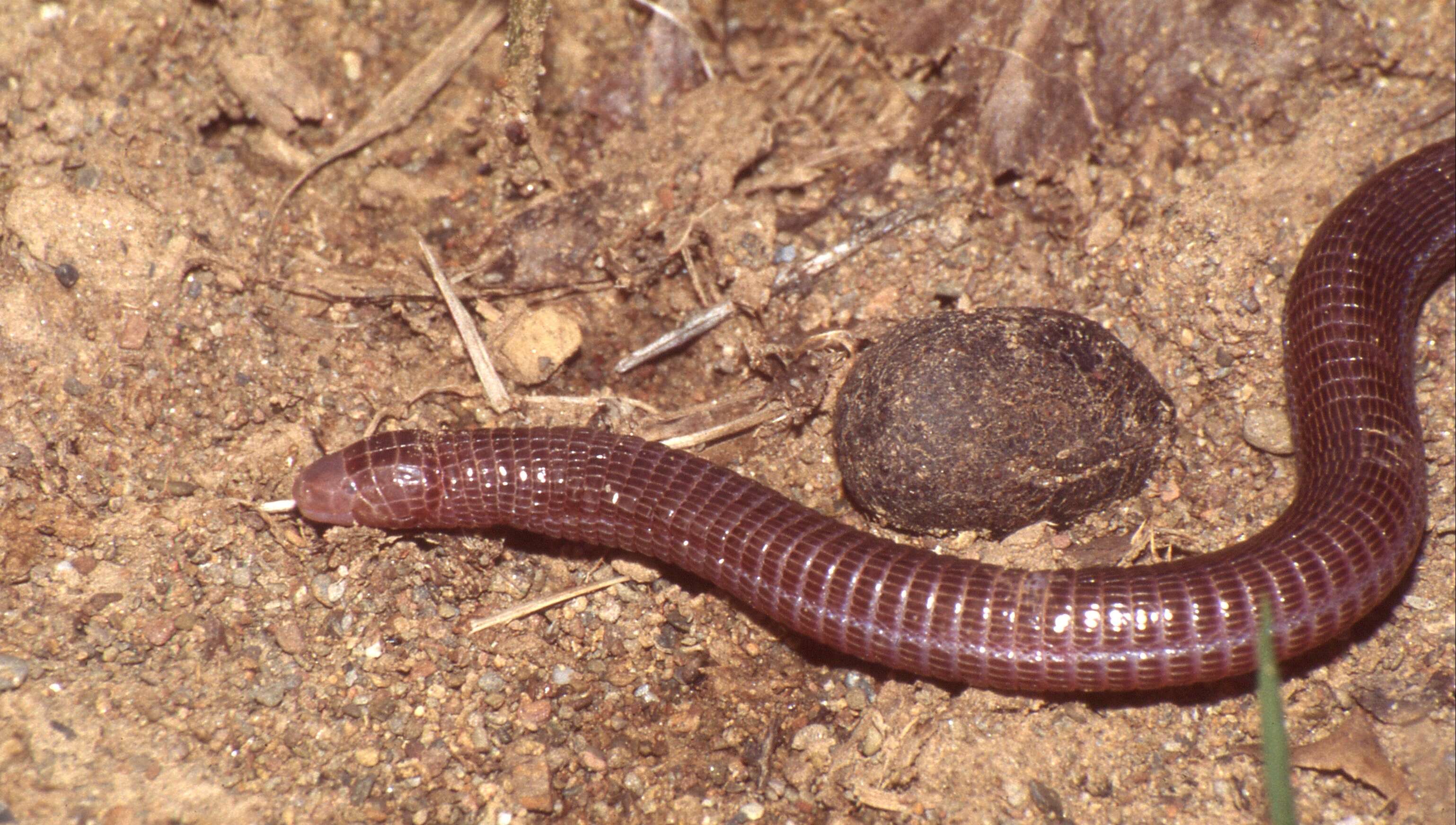 Image of Blanidae