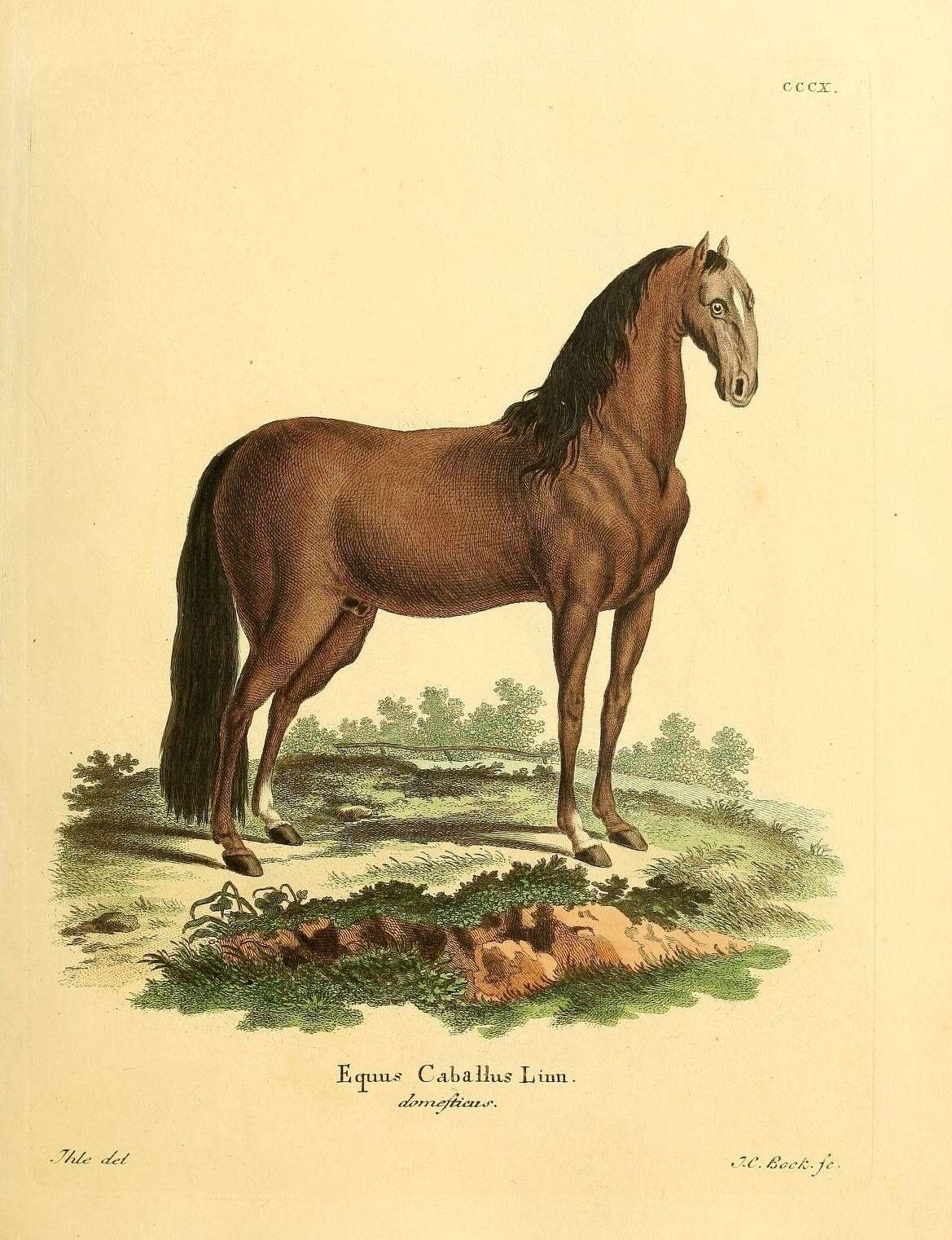 Image de Equus subgen. Equus Linnaeus 1758