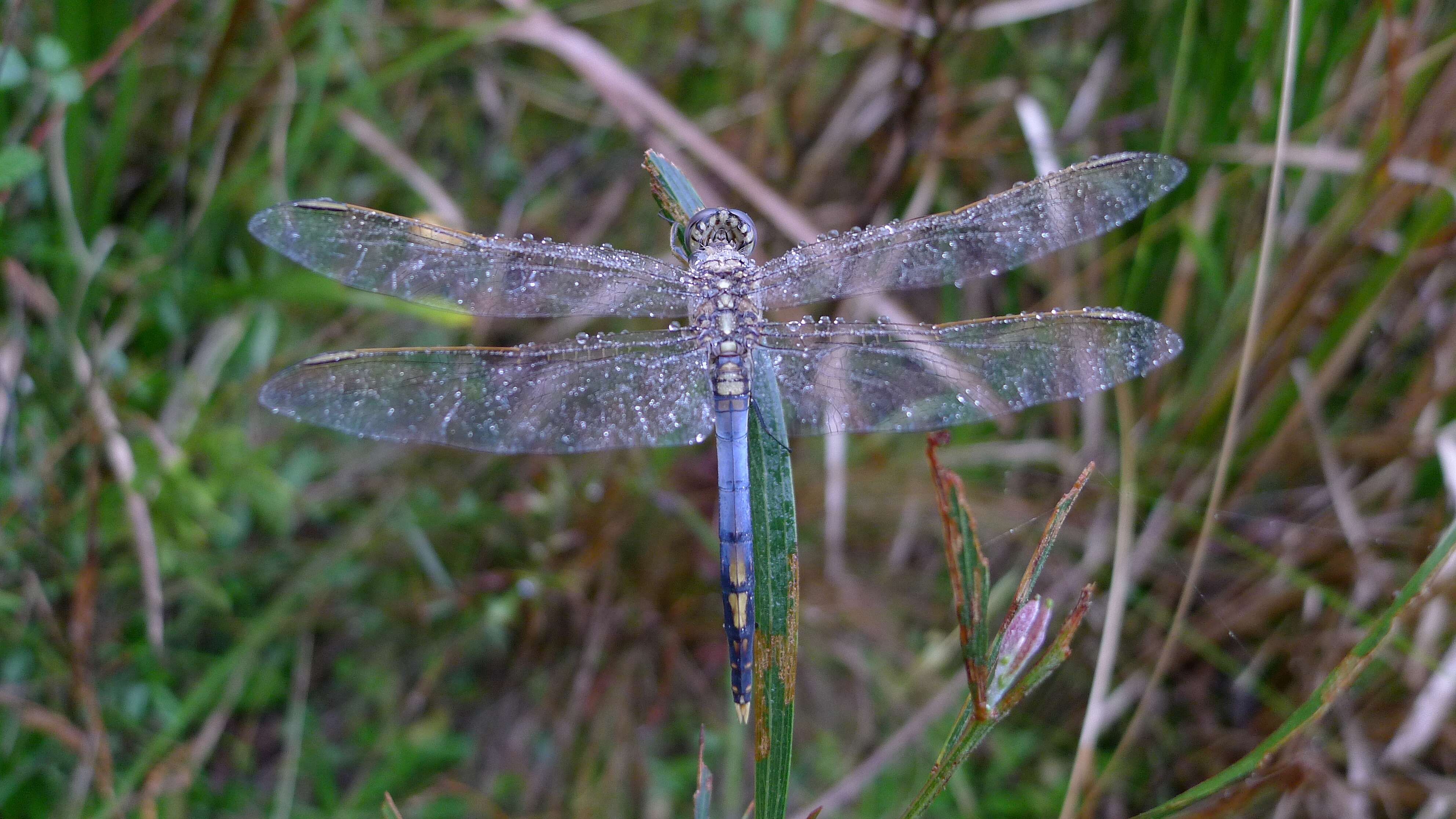 Image of Skimmers (Dragonflies)