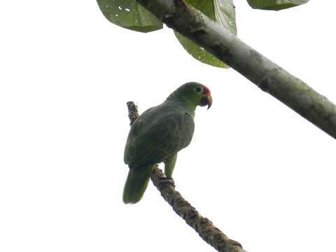 Imagem de Amazona autumnalis (Linnaeus 1758)