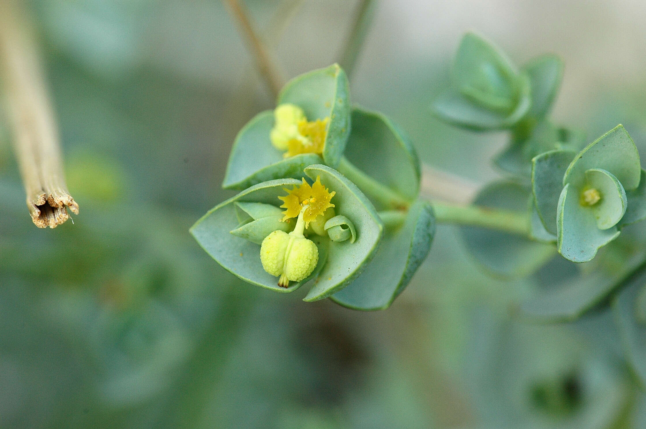 Plancia ëd Euphorbia paralias L.