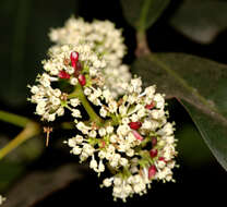 صورة Ixora brachiata Roxb.