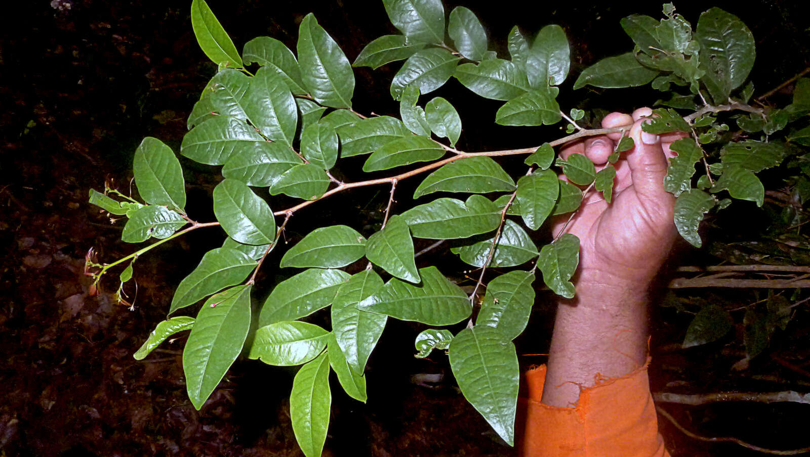 Plancia ëd Phyllanthus gradyi M. J. Silva & M. F. Sales