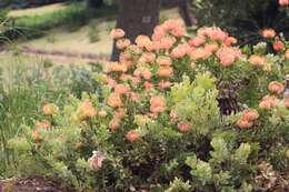 Image of red pincushion-protea