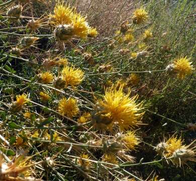 Centaurea ornata Willd. resmi