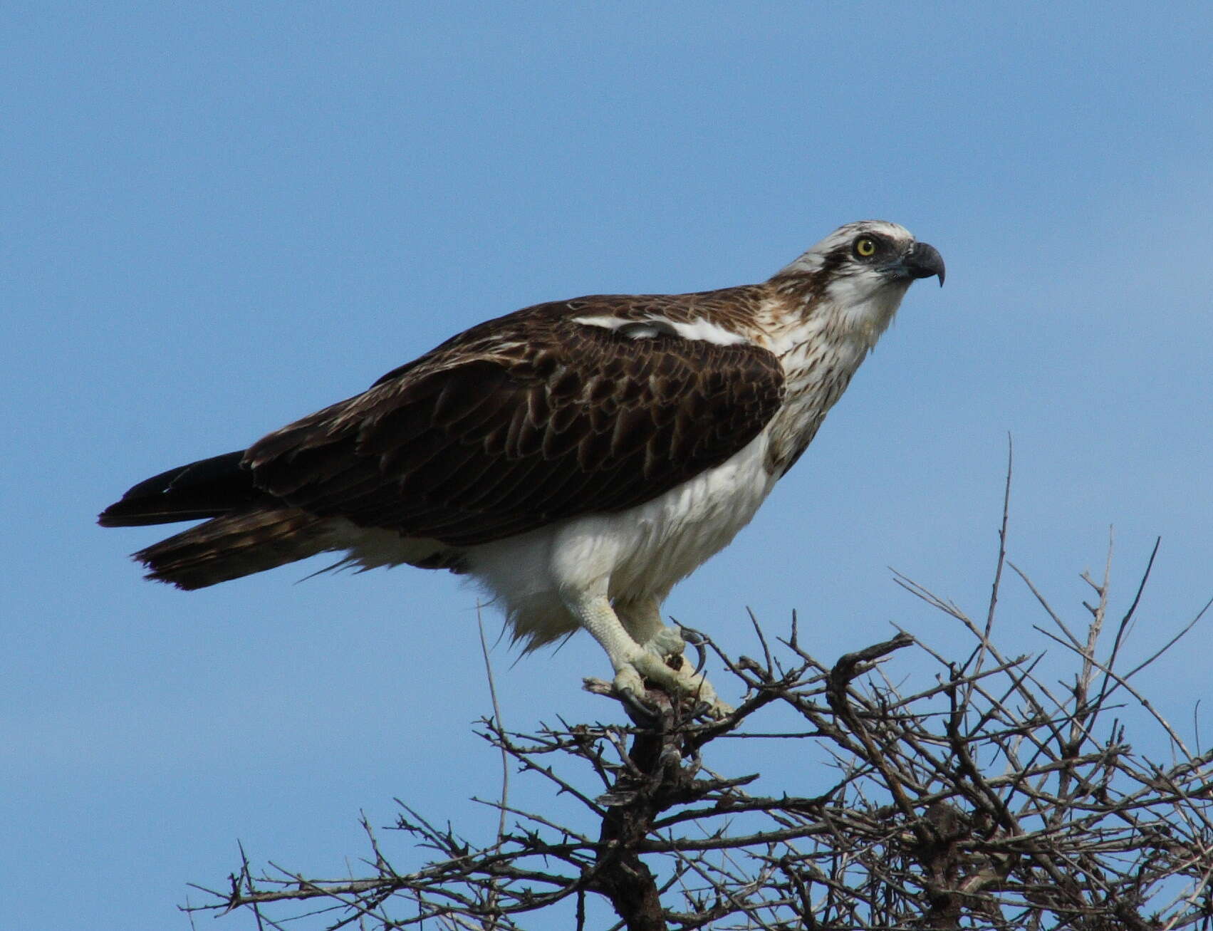 Image of ospreys