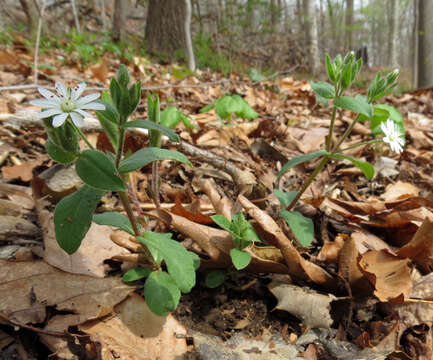 Image of star chickweed