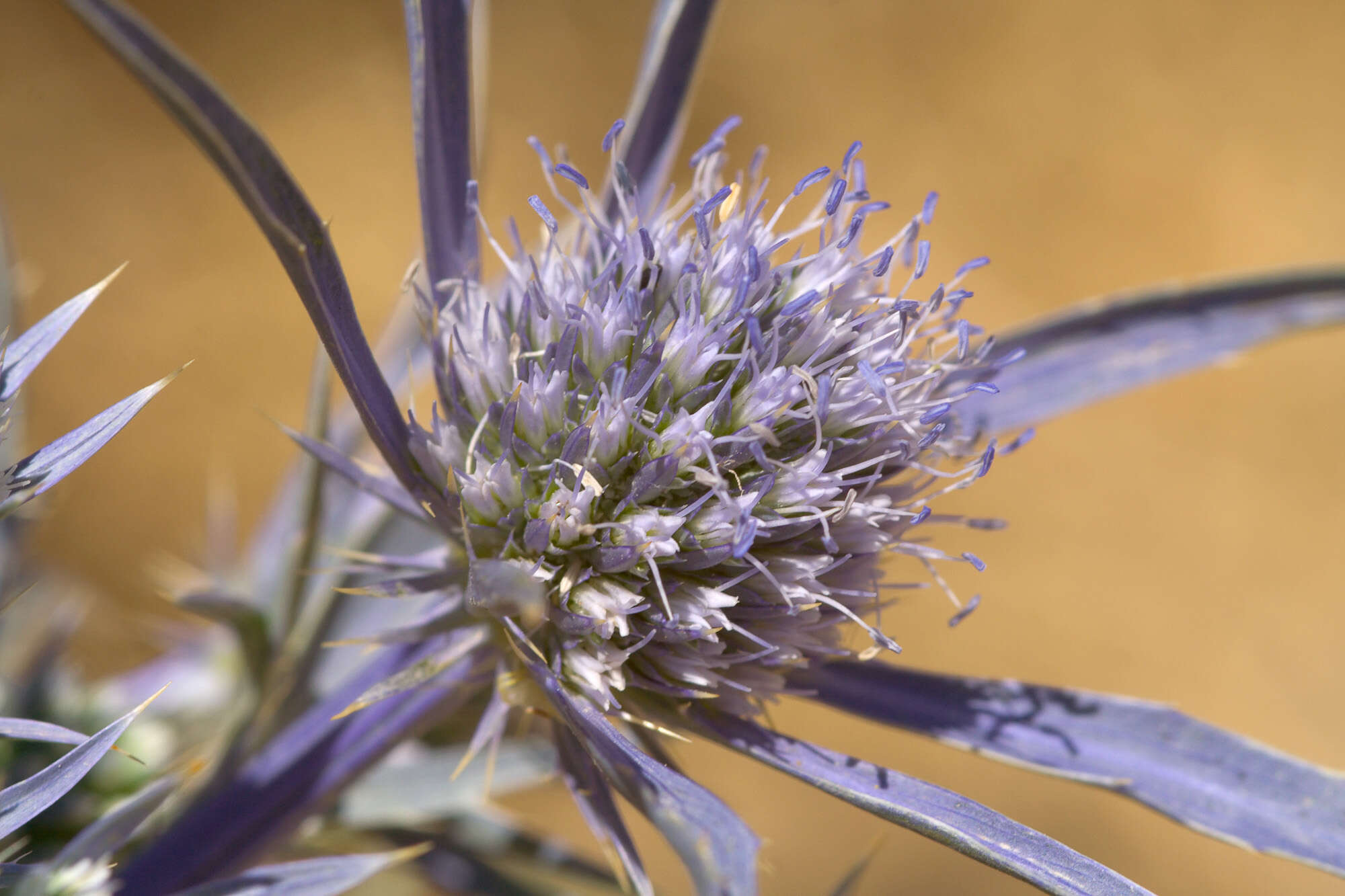 Eryngium amethystinum L. resmi