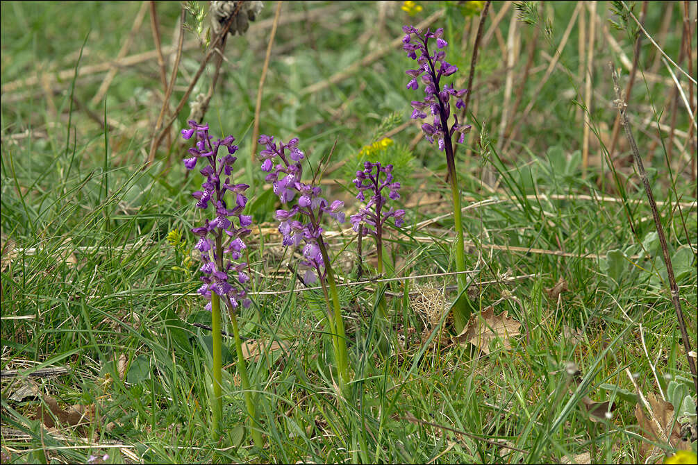 Image of Green-winged Orchid