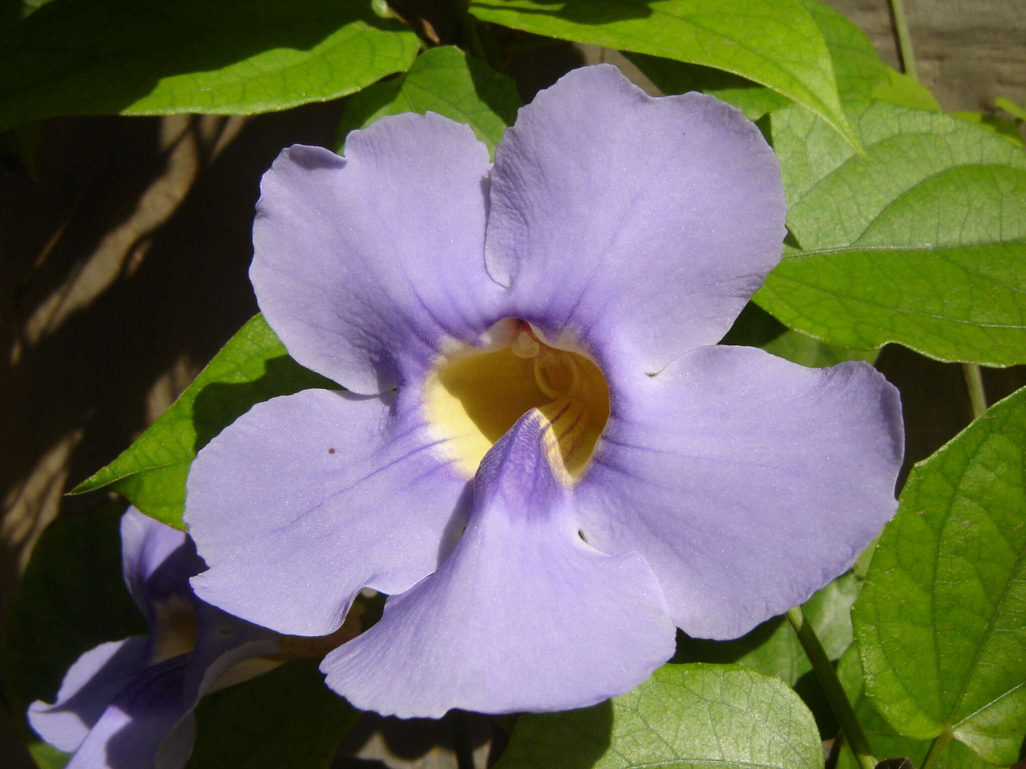 Image of Bengal clock vine