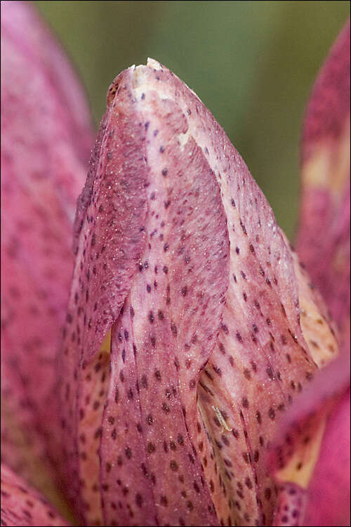 Image de Gentiana pannonica Scop.